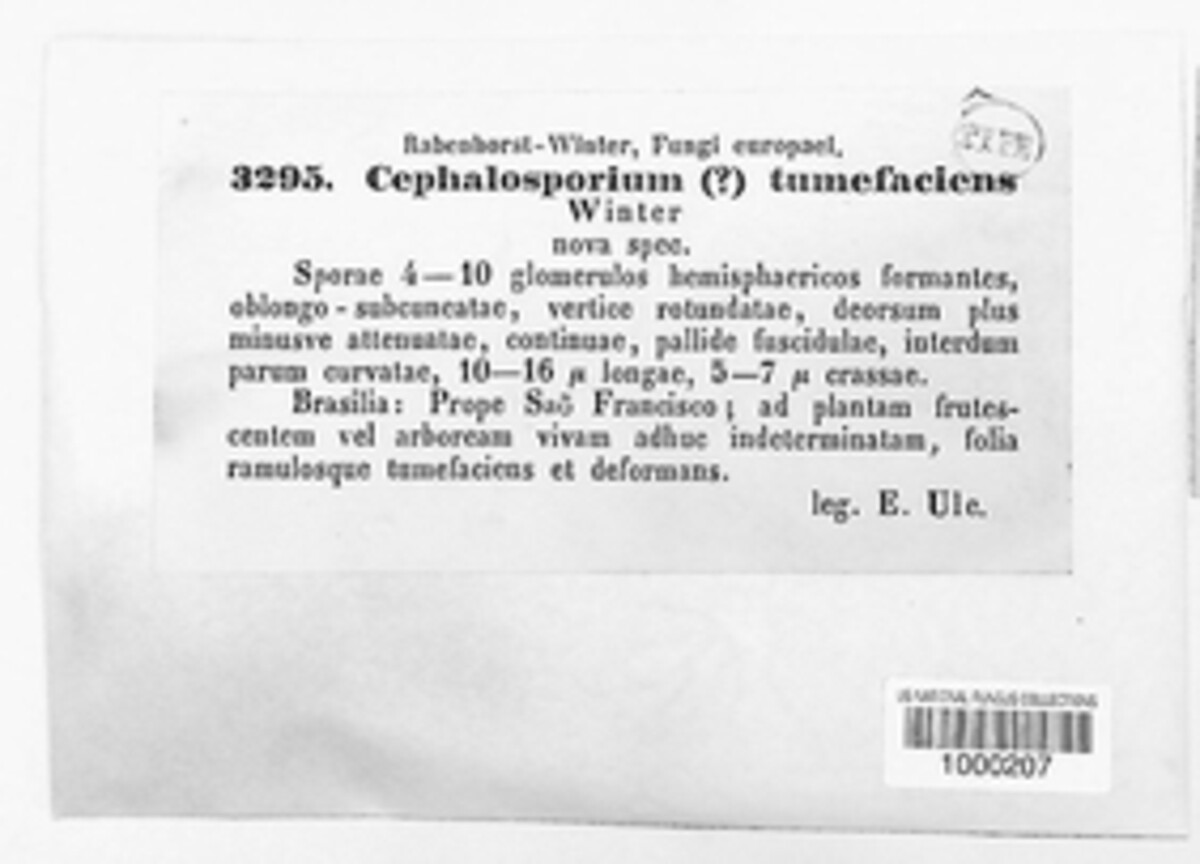 Hyalopus tumefaciens image